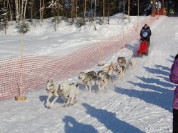 Koiravaljakkokisat